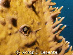 a bleny living in the wing of the propel { wreck 25 bombe... by Victor J. Lasanta 